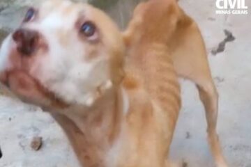 Polícia Civil prende suspeito de maus-tratos a cães em Itajubá