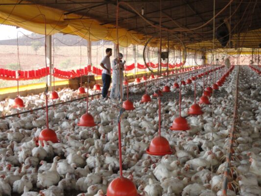 Minas não registra gripe aviária, mas alerta população para evitar ocorrência