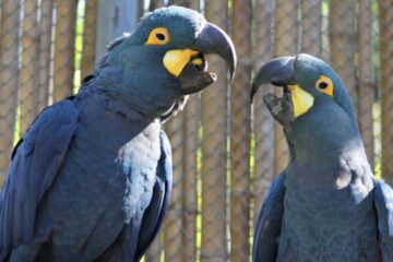 Zoológico de BH recebe Araras-Azuis-de-Lear para tentar reprodução de espécie