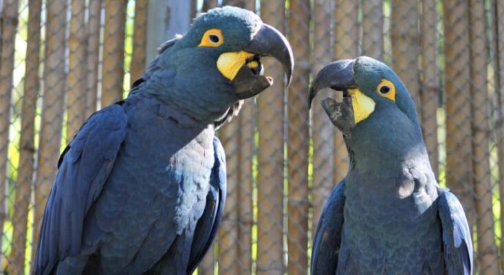 casal de araras do zoológico de Belo Horizonte