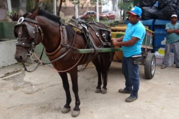 Vereadores antecipam em cinco anos o fim da circulação de carroças em BH