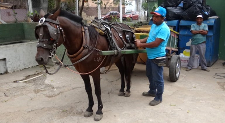 Vereadores antecipam em cinco anos o fim da circulação de carroças em BH