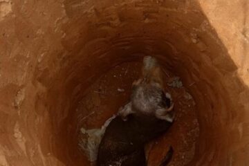 Cachorro é resgatado após cair em buraco de 3 metros de profundidade, na Grande BH