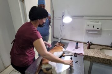 Prefeitura de Monlevade reabre inscrição on-line para castração de cães e gatos