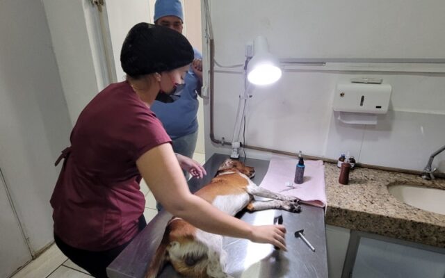 Prefeitura de Monlevade reabre inscrição on-line para castração de cães e gatos