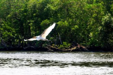 Gripe aviária: Espírito Santo proíbe turistas em ilhas de Vitória