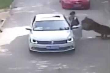 Mulher desce do carro durante safári e é atacada por tigre siberiano na China; assista ao vídeo