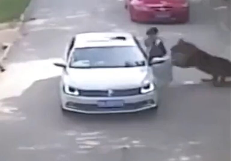 Mulher desce do carro durante safári e é atacada por tigre siberiano na China; assista ao vídeo