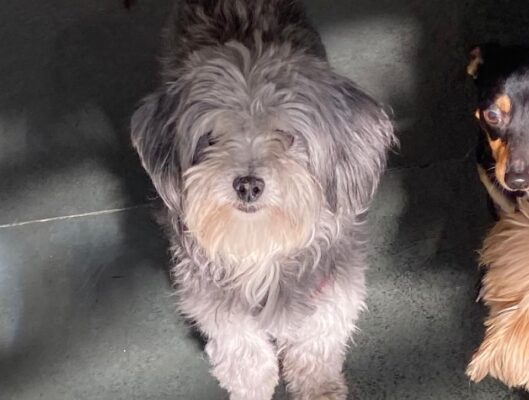 Família procura pelo cachorro Nestor em Morro do Pilar e oferece recompensa