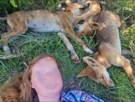 Austrália multa mulheres por selfie com cão selvagem que ataca seres humanos