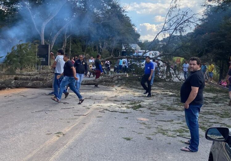 Queda de árvore interdita rodovia no Barro Branco em Itabira