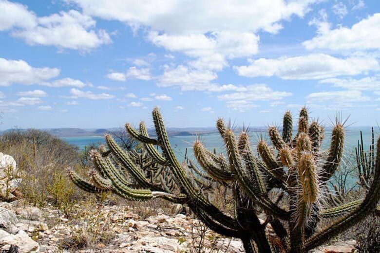 Mudanças climáticas podem gerar perda de espécies na Caatinga