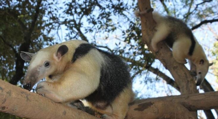 zoológico de belo horizonte