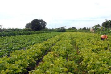 29ª Semana do Produtor Rural de Itabira traz cursos gratuitos com foco no agronegócio 