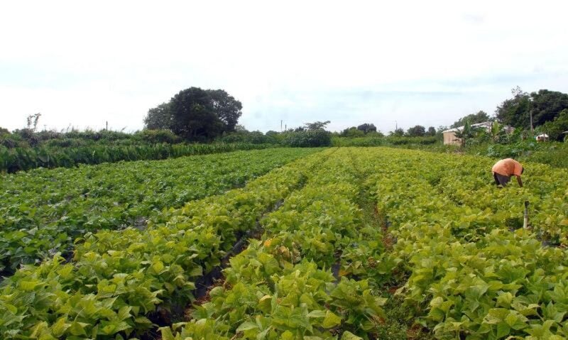 29ª Semana do Produtor Rural de Itabira traz cursos gratuitos com foco no agronegócio 