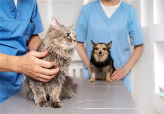 castração animais