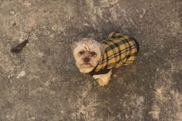 Família procura tutores de cão que está há mais de 20 dias perdido no bairro Machado