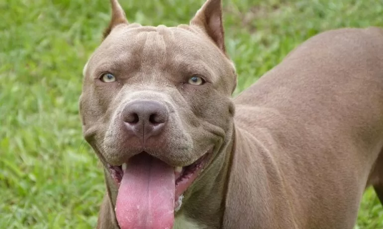 Cachorro Pitbull - Grande Belo Horizonte, Minas Gerais