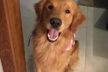 Policial mineiro reformado atira e mata cachorro na frente de três crianças, em Guarapari