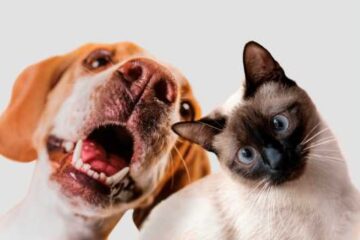 Itabira: programa municipal de cuidado animal abre cadastro para protetores de cães e gatos; saiba mais