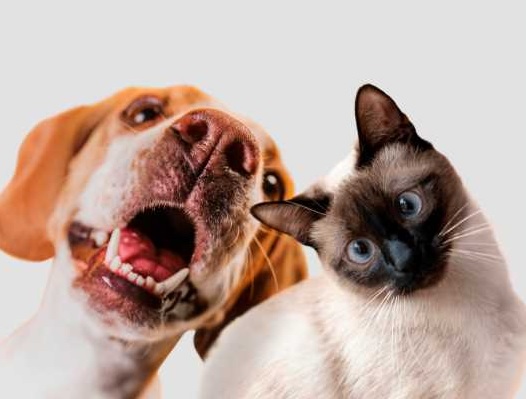Itabira: programa municipal de cuidado animal abre cadastro para protetores de cães e gatos; saiba mais