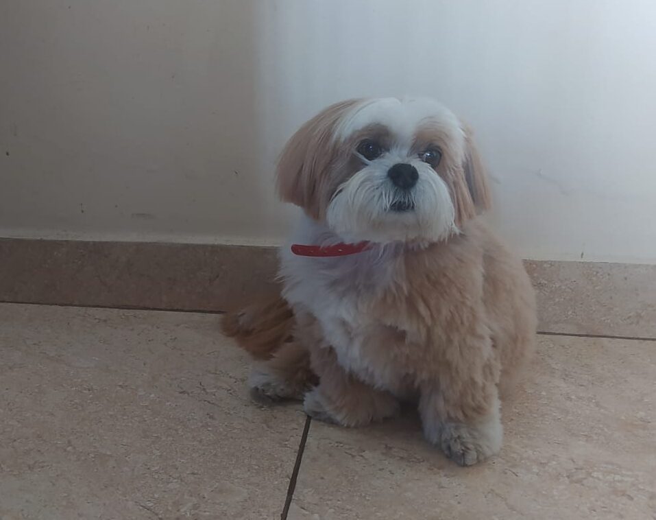 Tributo ao meu “menino” Bob