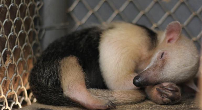 Filhote de tamanduá-mirim nasce no Zoológico de BH