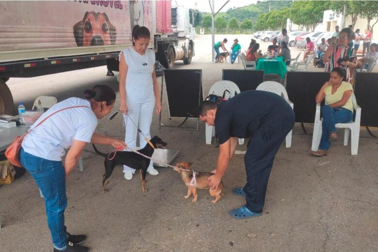 São Gonçalo faz cadastro para castração gratuita de cães e gatos; saiba mais