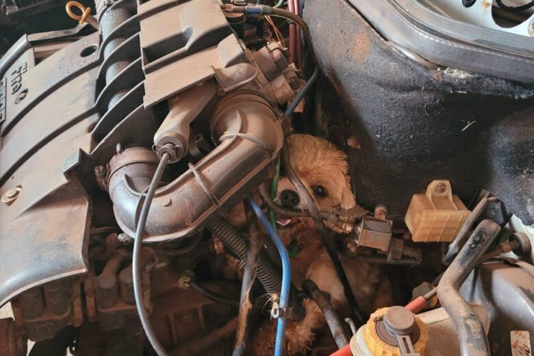 Cachorro persegue gato e acaba preso no motor de um carro; animal é resgatado pelos bombeiros