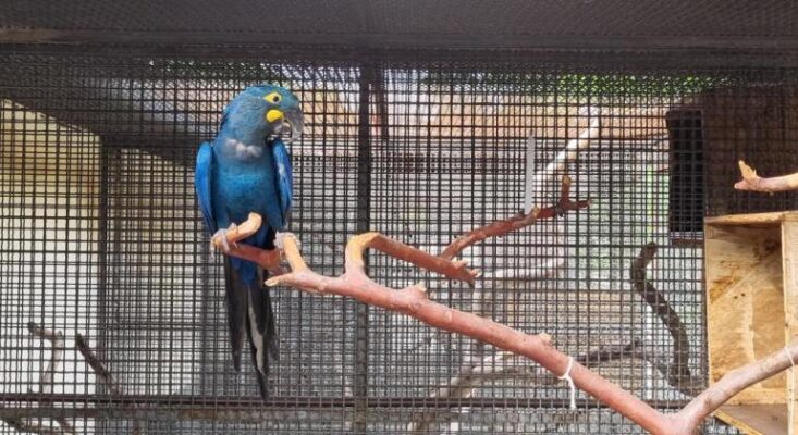 arara-azul no zoológico de bh