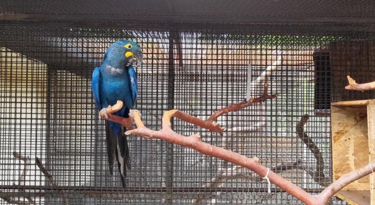 Zoológico de Belo Horizonte recebe fêmea de arara-azul-de-lear