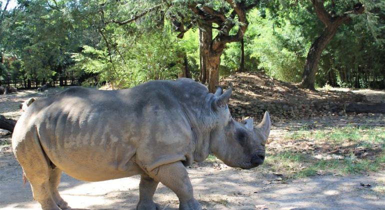 Rinoceronte do Zoológico de BH, que morreu aos 53 anos, já estava cercada de cuidados intensivos