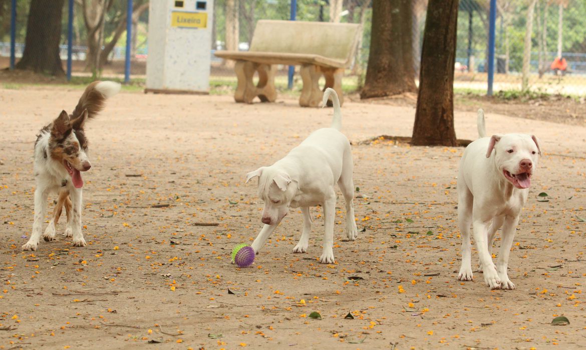 Alguns bichos escutam mais os fogos de artifício. Foto: Agência Brasil; cachorro