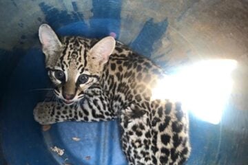 Jaguatirica é encontrada em região metropolitana de BH