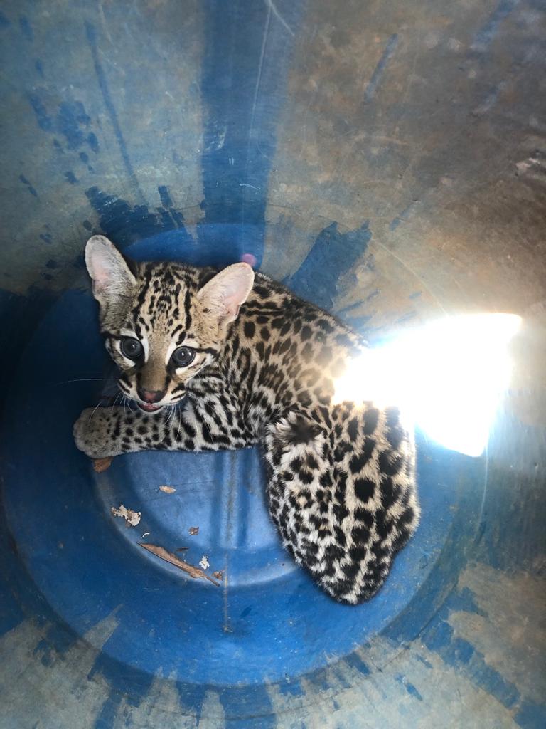 Jaguatirica é encontrada em região metropolitana de BH