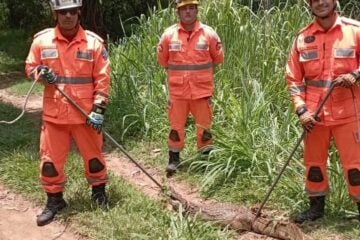 Bombeiros capturam jacaré em Coronel Fabriciano