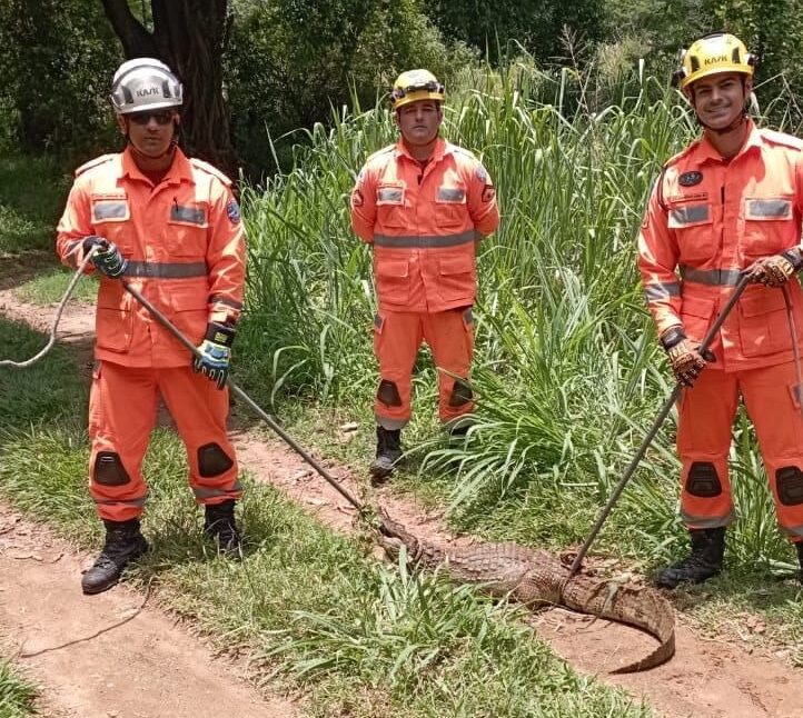 Bombeiros capturam jacaré em Coronel Fabriciano