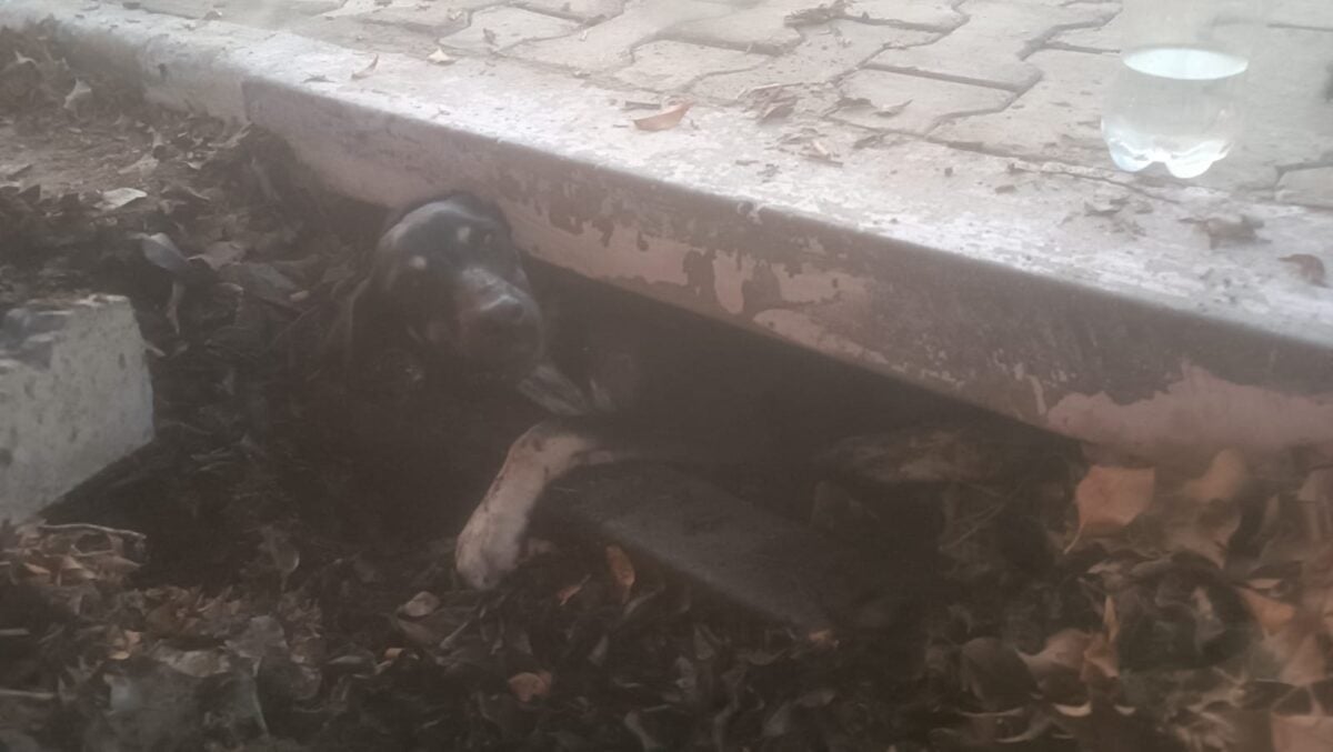 cachorro preso em boca de lobo