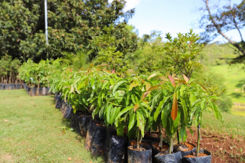 Prefeitura de Santa Bárbara inicia entrega de mudas frutíferas do programa Quintais que Produzem