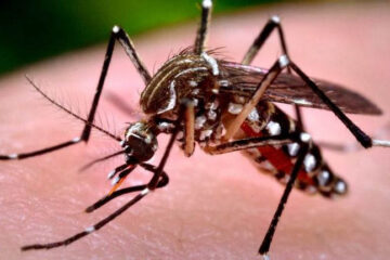 O porquê da Dengue