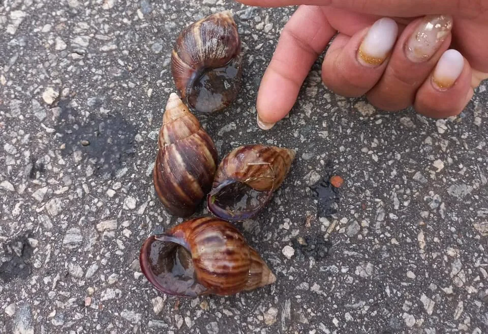 Itabira: Caramujos africanos infestam o bairro Jardim dos Ipês; molusco pode transmitir doenças