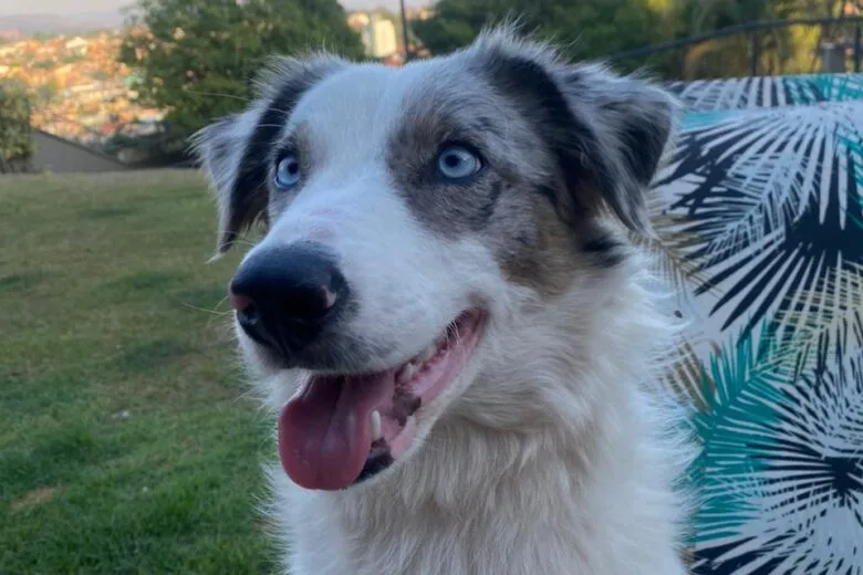 Cachorrinha Aurora é encontrada em Itabira