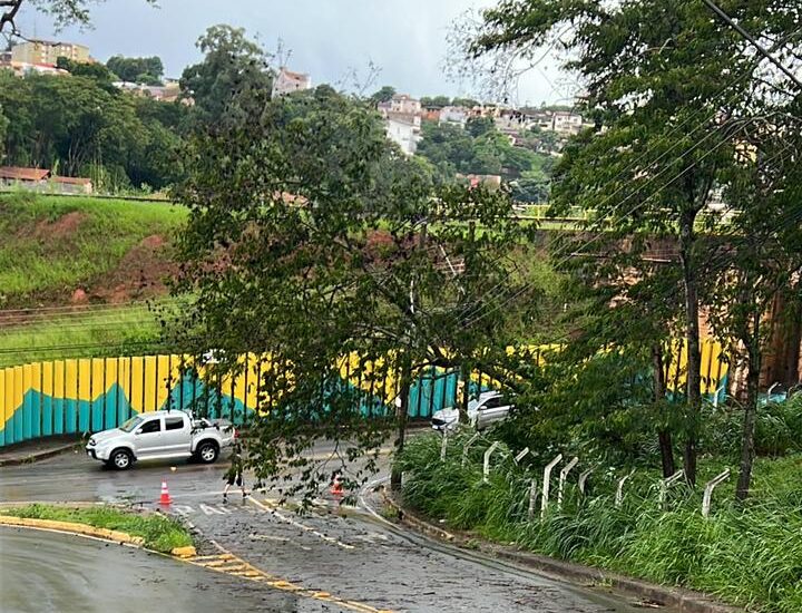 Árvore cai e interdita trânsito na rua Turmalina, em Itabira