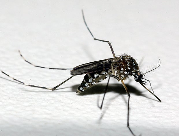 dengue