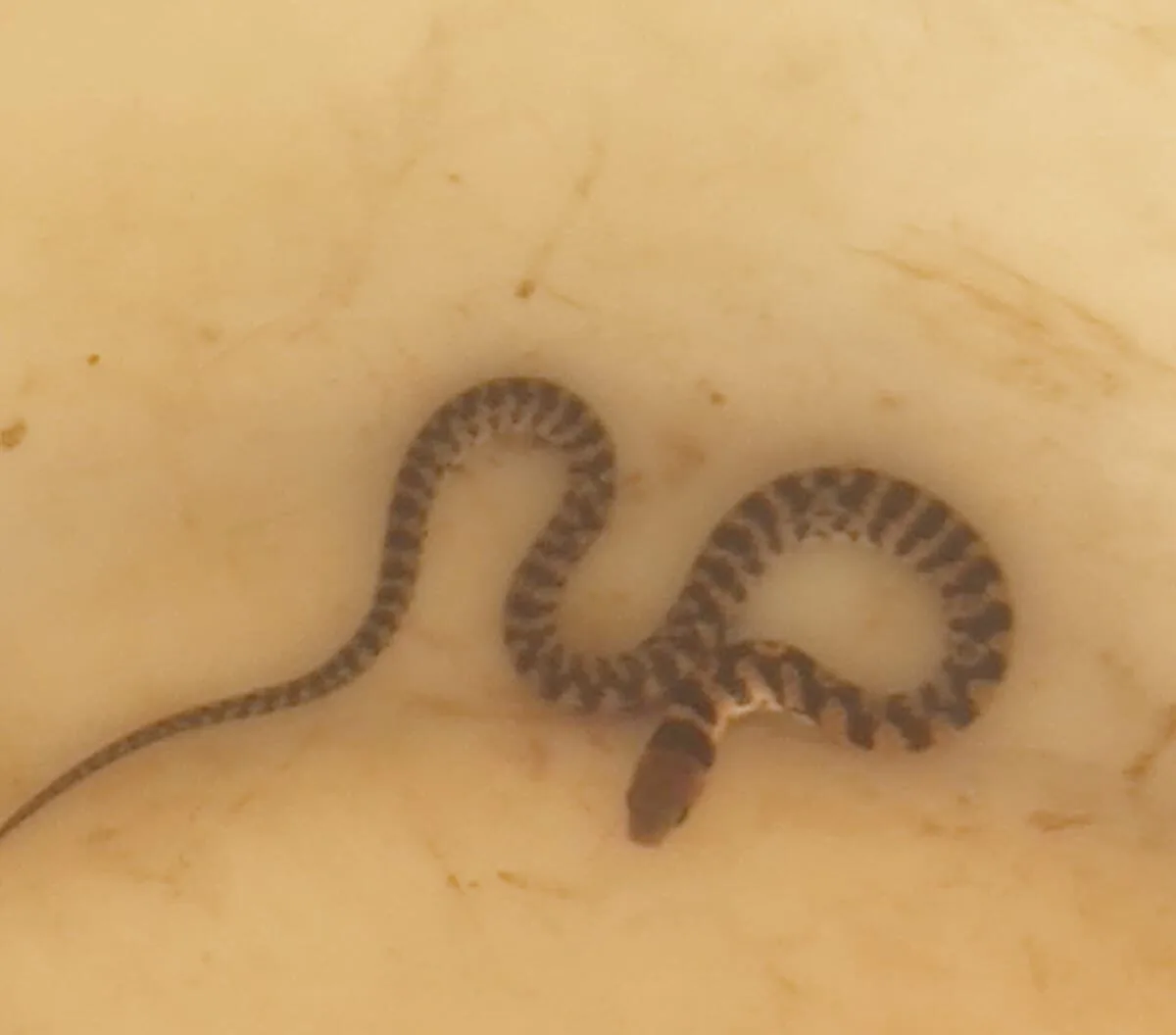 Cobra encontrada em Araxá é inofensiva, explica biólogo