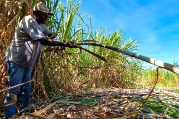 Cana-de-açúcar impulsiona empregos no agro mineiro em 2023