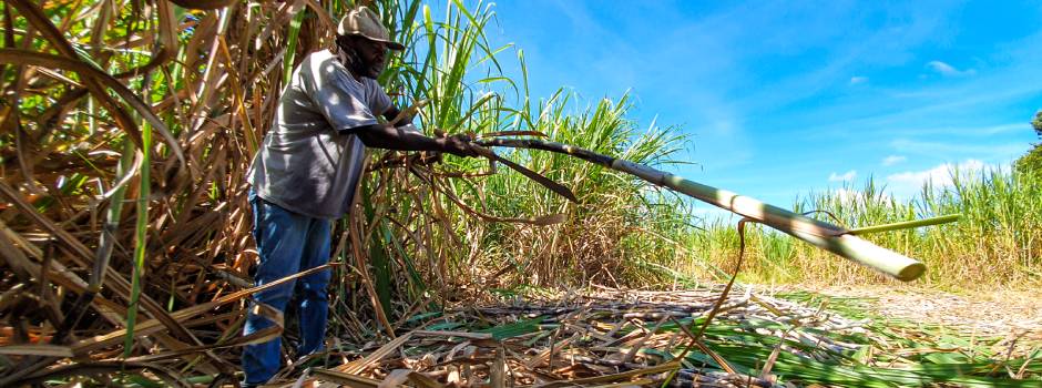 Cana-de-açúcar impulsiona empregos no agro mineiro em 2023