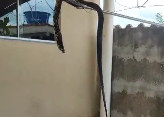 Serpente é encontrada dentro de máquina de lavar em Poços de Caldas