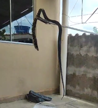 Serpente é encontrada dentro de máquina de lavar em Poços de Caldas