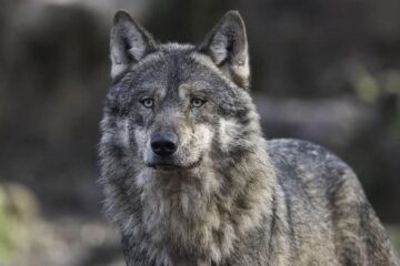 Lobos de Chernobyl desenvolvem mutação genética que desafia o câncer